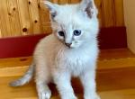 Romeo - Domestic Kitten For Sale - 