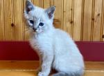 Romeo - Domestic Kitten For Sale - Mankato&comma; MN&comma; US