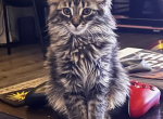 Blues last litter - Maine Coon Kitten For Sale - Mishawaka&comma; IN&comma; US