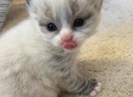 Asher - Ragdoll Kitten For Sale - Howell&comma; MI&comma; US