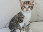 Friendly Female kitten - Domestic Kitten For Sale - Agawam&comma; MA&comma; US