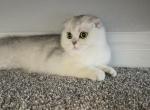 Princess - Scottish Fold Kitten For Sale - Commerce City&comma; CO&comma; US