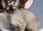 Iriska - Devon Rex Kitten For Sale - Norwalk&comma; CT&comma; US