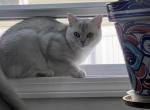 silver chinchilla - British Shorthair Kitten For Sale - MA&comma; US