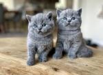 British BLUE and LILAC maleS and females - British Shorthair Kitten For Sale - 