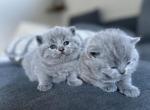 British Shorthair in Blue and Lilac - British Shorthair Kitten For Sale - Woodland Park&comma; CO&comma; US