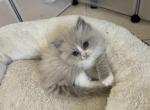Sara - Ragdoll Kitten For Sale - San Diego&comma; CA&comma; US