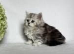 Hailey - Siberian Kitten For Sale - Prospect Heights&comma; IL&comma; US