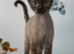 Devon Rex black male kitten - Devon Rex Kitten For Sale - Hollywood&comma; FL&comma; US