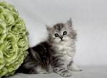 Hope - Siberian Kitten For Sale - Prospect Heights&comma; IL&comma; US