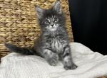 Horizon - Polydactyl Kitten For Sale - 