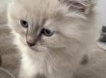 Ivan - Siberian Kitten For Sale - 