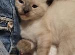 Frankie - Siamese Kitten For Sale - Oh City&comma; OH&comma; US