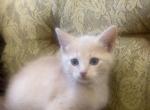 Beautiful kitten - American Shorthair Kitten For Sale - Dearborn Heights&comma; MI&comma; US