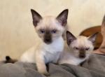 Modern Siamese - Siamese Kitten For Sale - West Milton&comma; OH&comma; US
