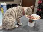 Morticia Red collar - Bengal Kitten For Sale - Oklahoma City&comma; OK&comma; US
