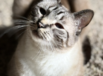 Leo - Siamese Cat For Adoption - Mason&comma; OH&comma; US