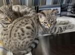 Vespera Purple collar - Bengal Kitten For Sale - Oklahoma City&comma; OK&comma; US