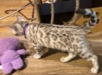 Olivine Purple Collar - Bengal Kitten For Sale - Oklahoma City&comma; OK&comma; US