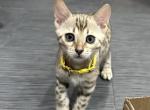 Citrine Yellow Collar - Bengal Kitten For Sale - Oklahoma City&comma; OK&comma; US