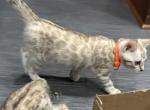 Aurelia Orange Collar - Bengal Kitten For Sale - Oklahoma City&comma; OK&comma; US