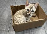 Kairus Blue Collar - Bengal Kitten For Sale - Oklahoma City&comma; OK&comma; US