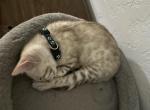 Malachite Green Collar - Bengal Kitten For Sale - Oklahoma City&comma; OK&comma; US