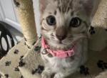 Valora Pink Collar - Bengal Kitten For Sale - Oklahoma City&comma; OK&comma; US
