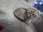 Jonny - Scottish Fold Kitten For Sale - 