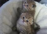 Oscar and Amber - Scottish Fold Kitten For Sale - Naperville&comma; IL&comma; US