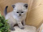 Perlushka Kittens - Scottish Straight Kitten For Sale - 