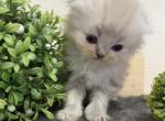 Perlushka kittens - Scottish Fold Kitten For Sale - 