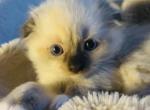 Max - Scottish Fold Kitten For Sale - WI&comma; US