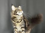 Gaia Maine Coon - Maine Coon Kitten For Sale - 