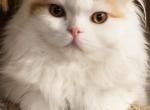 Cesar - Scottish Straight Kitten For Sale - 
