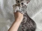 Bengal Scottish cross - Bengal Kitten For Sale - 