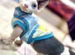 Dwelf Vinny - Sphynx Kitten For Sale - Gibsonton&comma; FL&comma; US