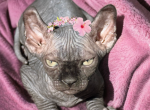 Violet - Sphynx Kitten For Sale - Gibsonton&comma; FL&comma; US