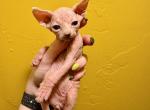 The Rock and Pitbull - Sphynx Kitten For Sale - Oklahoma City&comma; OK&comma; US