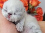 Miss Raven River Kitten - Persian Kitten For Sale - 