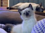 SUNSHINE - Siamese Kitten For Sale - 