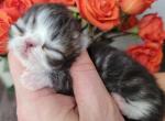 Miss Ravens Tabby - Persian Kitten For Sale - 