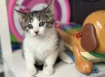 Beautiful domestic girl - Domestic Kitten For Adoption - 