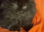 Sweetie - Himalayan Kitten For Sale - Rockford&comma; IL&comma; US