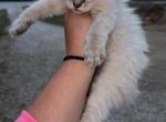 Stitch - Balinese Kitten For Sale - Griggsville&comma; IL&comma; US