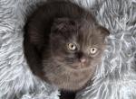 Brown Scottish fold - Scottish Fold Kitten For Sale - 