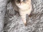 British shorthair kittens - British Shorthair Kitten For Sale - Kent&comma; WA&comma; US