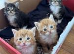 Not named - Domestic Kitten For Adoption - Niles&comma; IL&comma; US