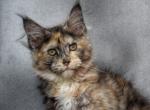 Rapunzel - Maine Coon Kitten For Sale - Glenview&comma; IL&comma; US