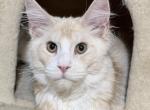Roland - Maine Coon Kitten For Sale - Glenview&comma; IL&comma; US